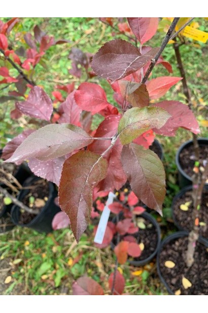 Яблуня червонолиста райська листя